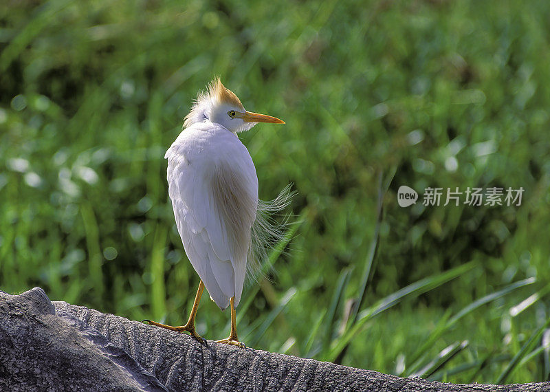 牛背鹭(Bubulcus ibis)是鹭科(鹭科)的一种世界性物种，分布在热带、亚热带和暖温带地区。骑在大象背上。肯尼亚安博塞利国家公园。